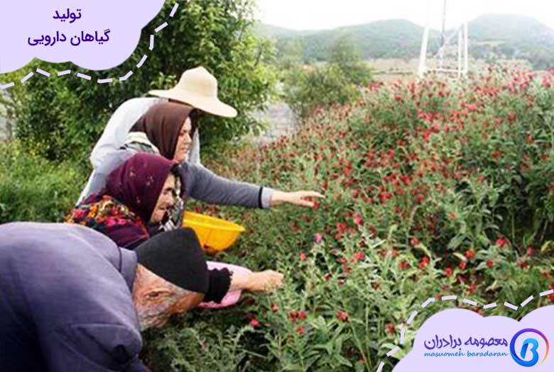 تولید گیاهان دارویی در ایران