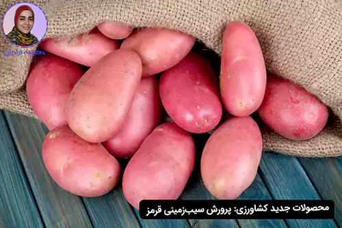 پرورش سیب‌زمینی قرمز یکی از محصولات جدید کشاورزی است